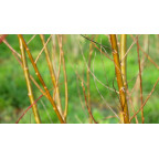 SALIX babylonica 'Crispa'