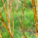 SALIX babylonica 'Crispa'