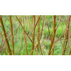 SALIX babylonica 'Crispa'