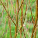 SALIX babylonica 'Crispa'