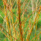 SALIX pentandra