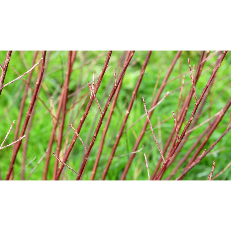 SALIX elaeagnos ssp. angustifolia