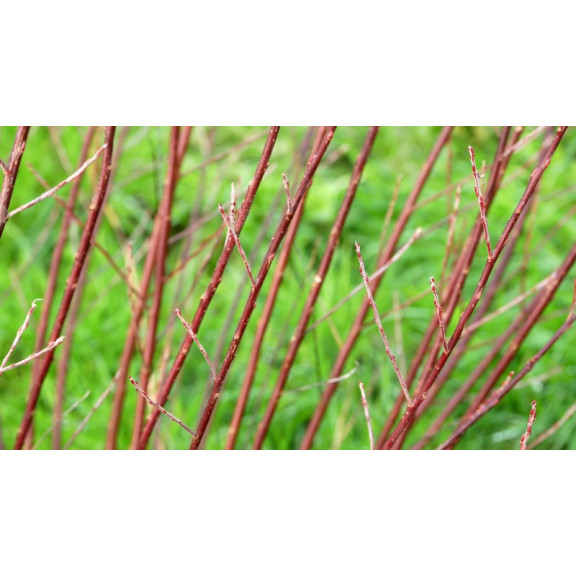 SALIX elaeagnos ssp. angustifolia