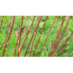 SALIX elaeagnos ssp. angustifolia