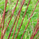 SALIX elaeagnos ssp. angustifolia