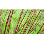 SALIX elaeagnos ssp. angustifolia