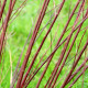 SALIX elaeagnos ssp. angustifolia