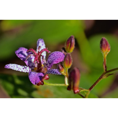 TRICYRTIS hirta