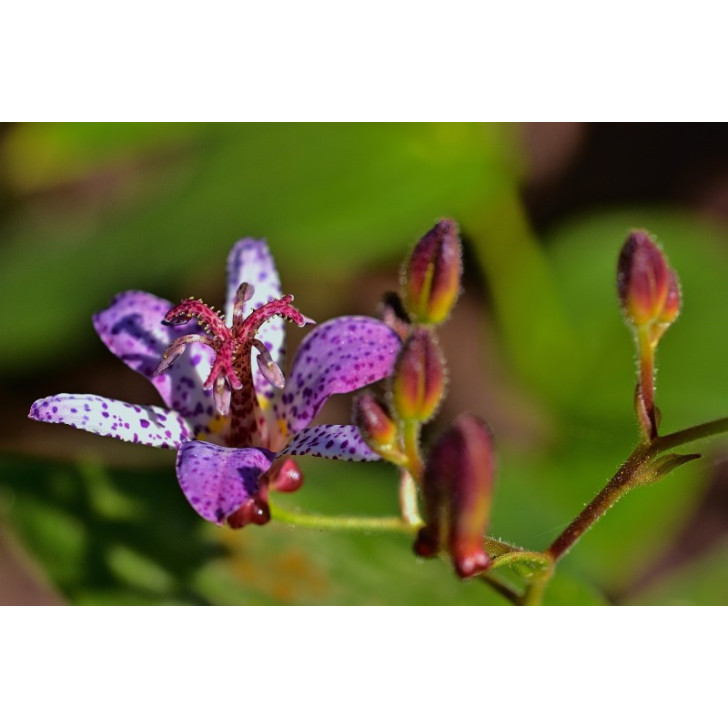 TRICYRTIS hirta