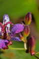 TRICYRTIS hirta