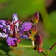 TRICYRTIS hirta