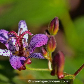 TRICYRTIS hirta