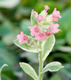 PULMONARIA rubra 'David Ward'