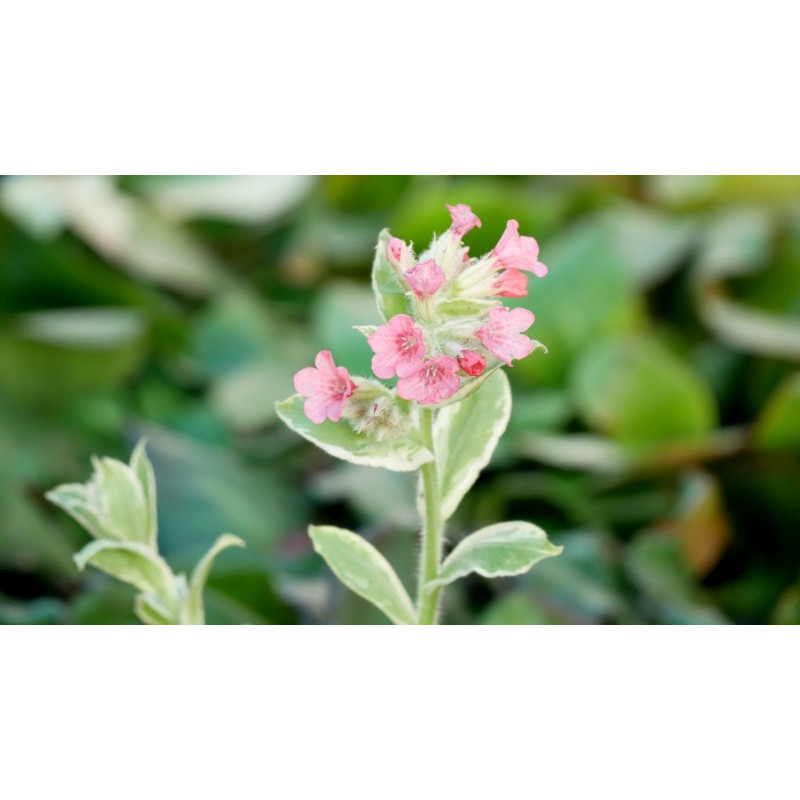 PULMONARIA rubra 'David Ward' PULMONARIA rubra 'David Ward'