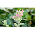 PULMONARIA rubra 'David Ward' PULMONARIA rubra 'David Ward'