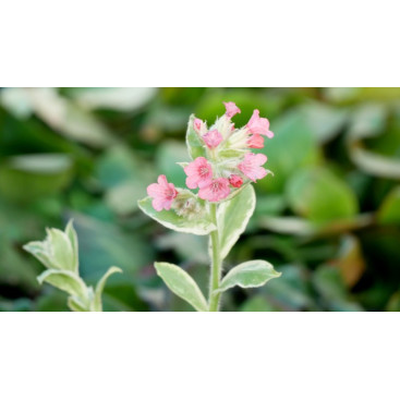 PULMONARIA rubra \'David Ward\'