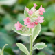 PULMONARIA rubra 'David Ward'