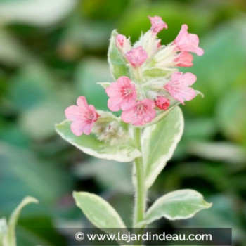 PULMONARIA rubra &#039;David Ward&#039;