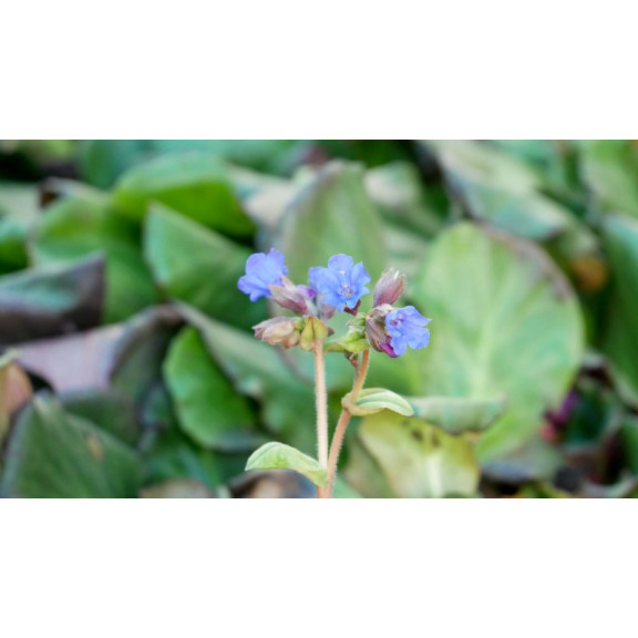 PULMONARIA 'Blue Ensign'