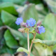 PULMONARIA 'Blue Ensign'