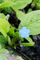 OMPHALODES verna