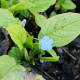 OMPHALODES verna