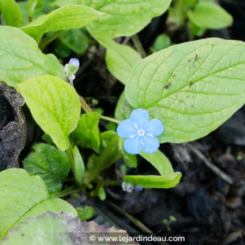 OMPHALODES verna