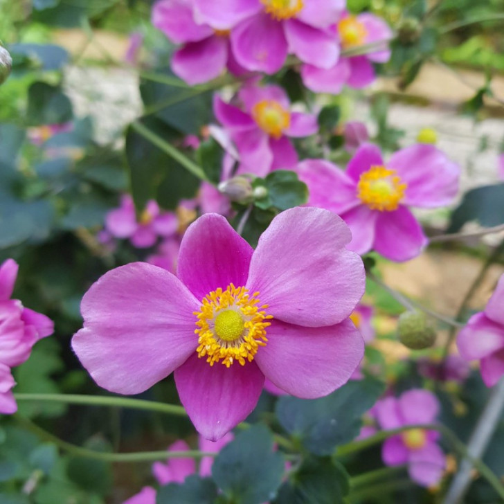ANEMONE hupehensis var. japonica 'Splendens'