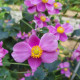 ANEMONE hupehensis var. japonica 'Splendens'