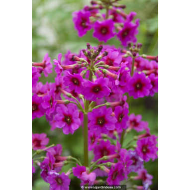 PRIMULA japonica \'Carminea\'