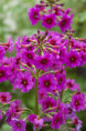 PRIMULA japonica 'Carminea'