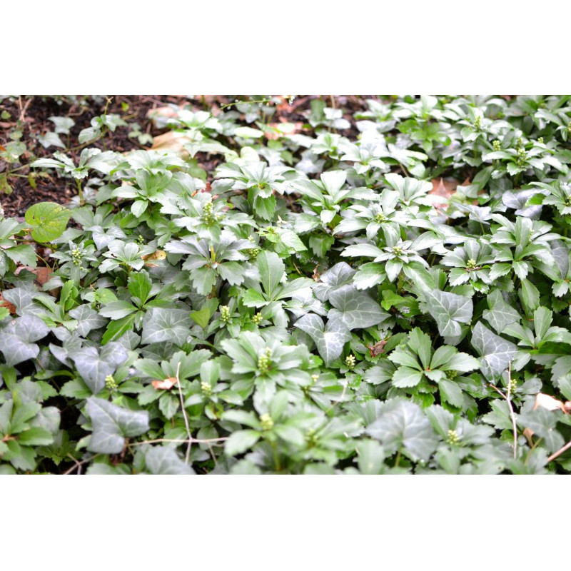 PACHYSANDRA terminalis