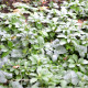 PACHYSANDRA terminalis