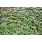 PACHYSANDRA terminalis