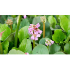 BERGENIA cordifolia