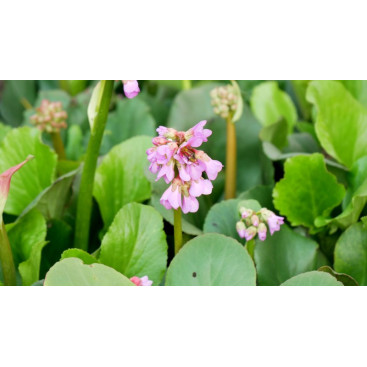 BERGENIA cordifolia