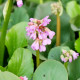 BERGENIA cordifolia