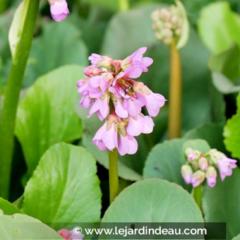 BERGENIA cordifolia