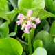 BERGENIA cordifolia