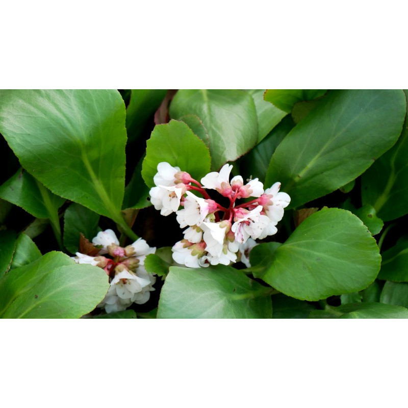 BERGENIA 'Silberlicht'