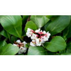 BERGENIA 'Silberlicht'