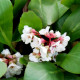 BERGENIA 'Silberlicht'