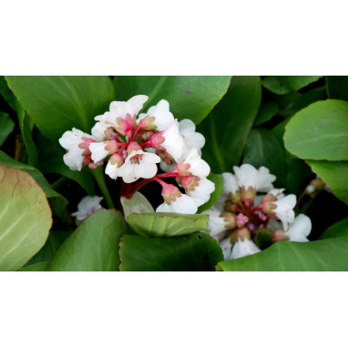 BERGENIA \'Silberlicht\'