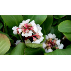 BERGENIA 'Silberlicht'