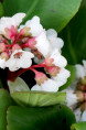 BERGENIA 'Silberlicht'