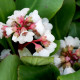 BERGENIA 'Silberlicht'