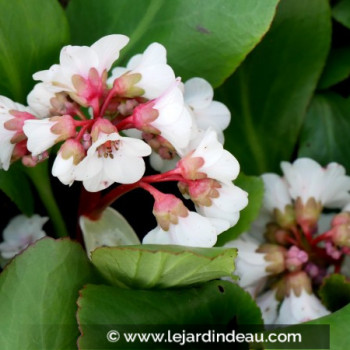 BERGENIA &#039;Silberlicht&#039;