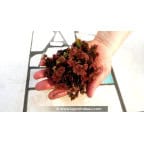 AZOLLA caroliniana - portion