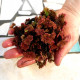 AZOLLA caroliniana - portion