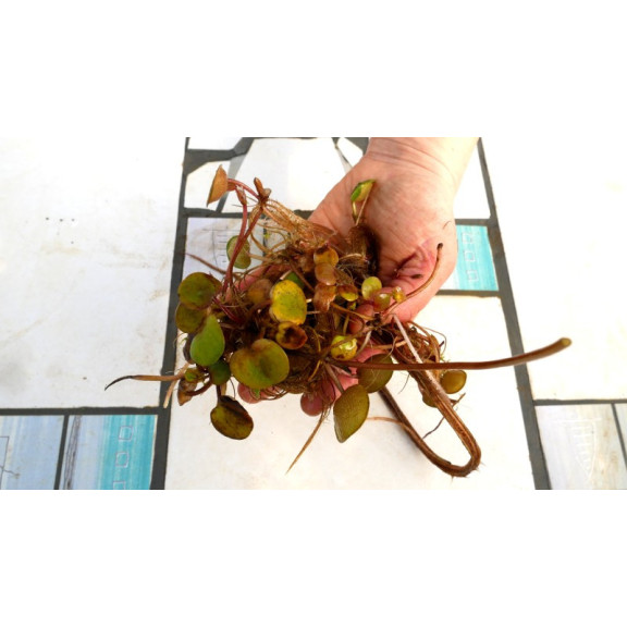 LIMNOBIUM laevigatum - portion